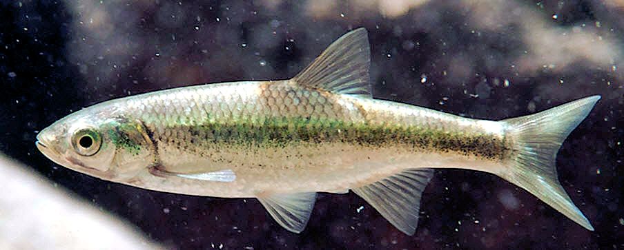 Squalius alburnoides_07.jpg